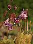 Epimedium grand Lilafee1